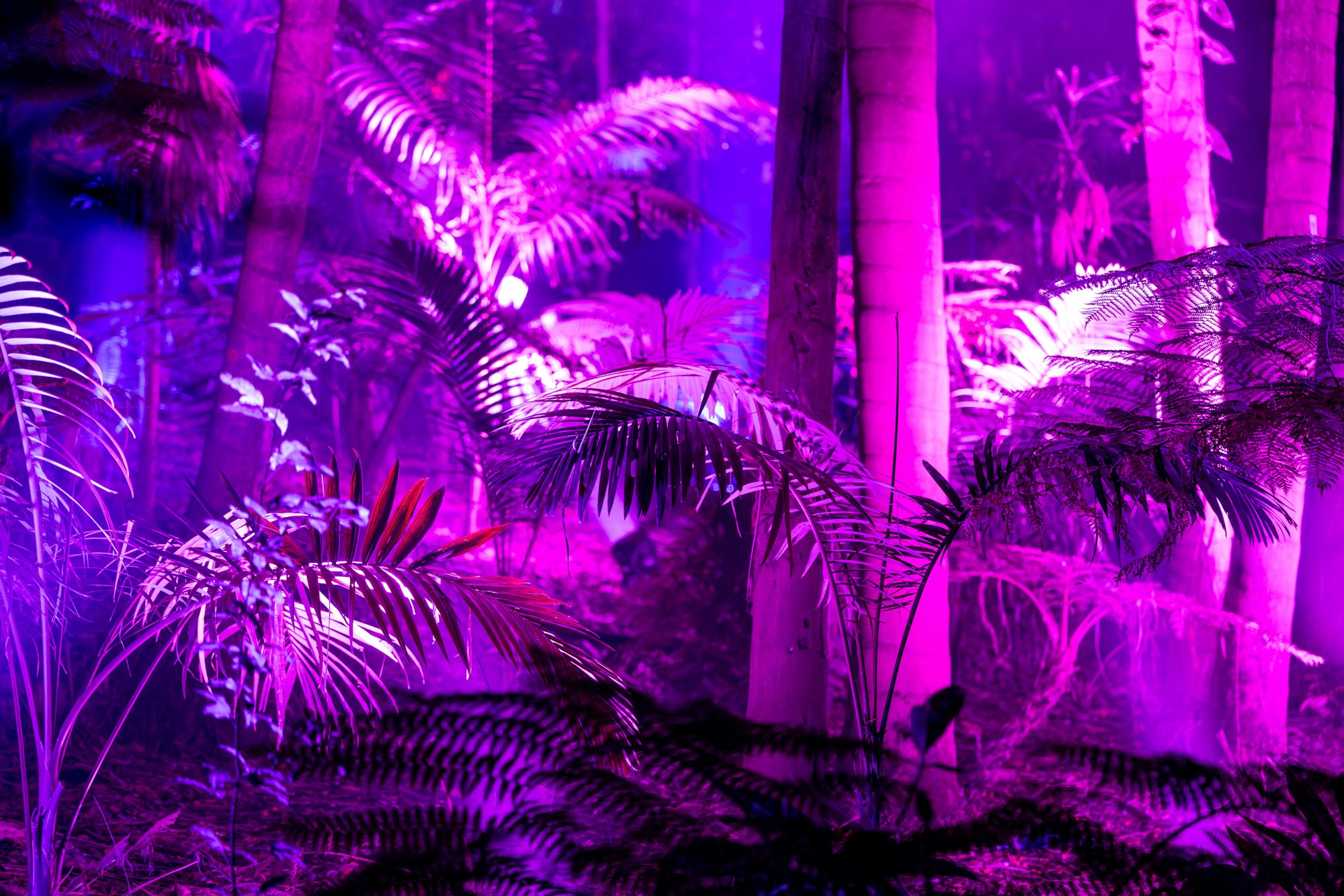 Purple light forest path
